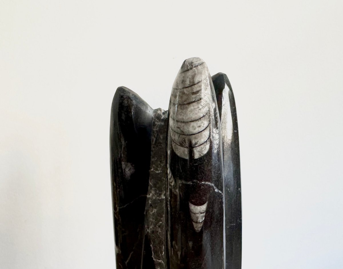 Orthoceras Cephalopod Fossil (+/ - 9.00") - Devonian, Morocco - FossilsAndMore