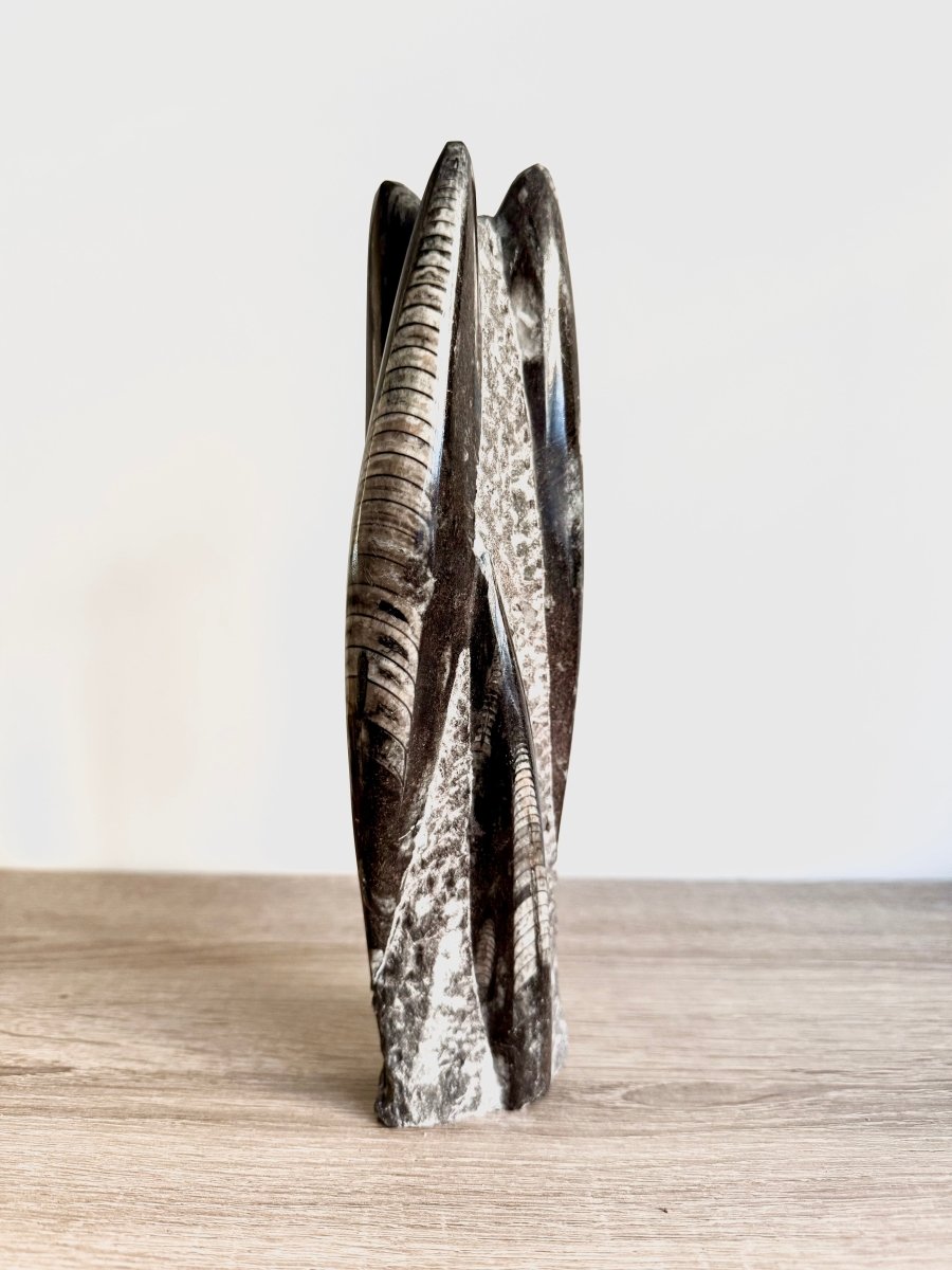 Orthoceras Cephalopod Fossil (+/ - 9.00") - Devonian, Morocco - FossilsAndMore