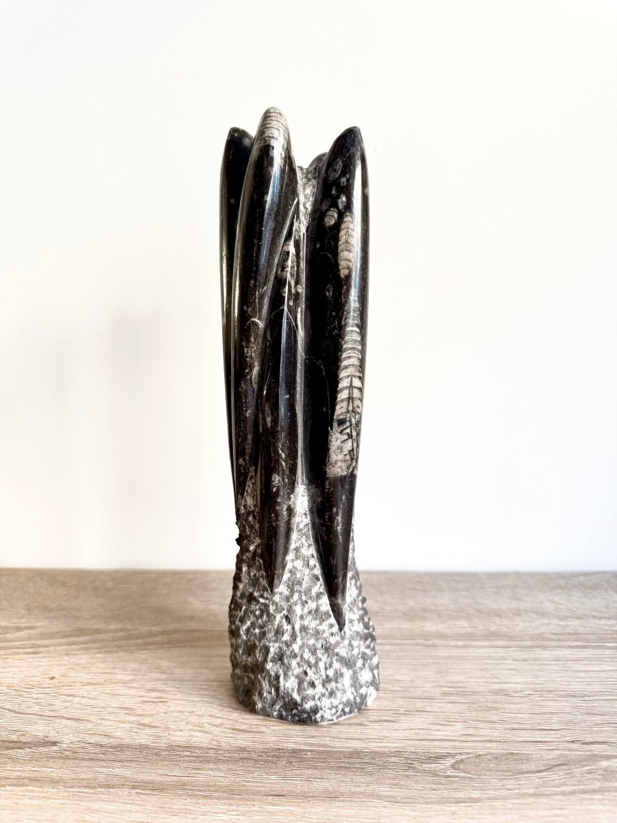 Orthoceras Cephalopod Fossil (+/ - 9.00") - Devonian, Morocco - FossilsAndMore