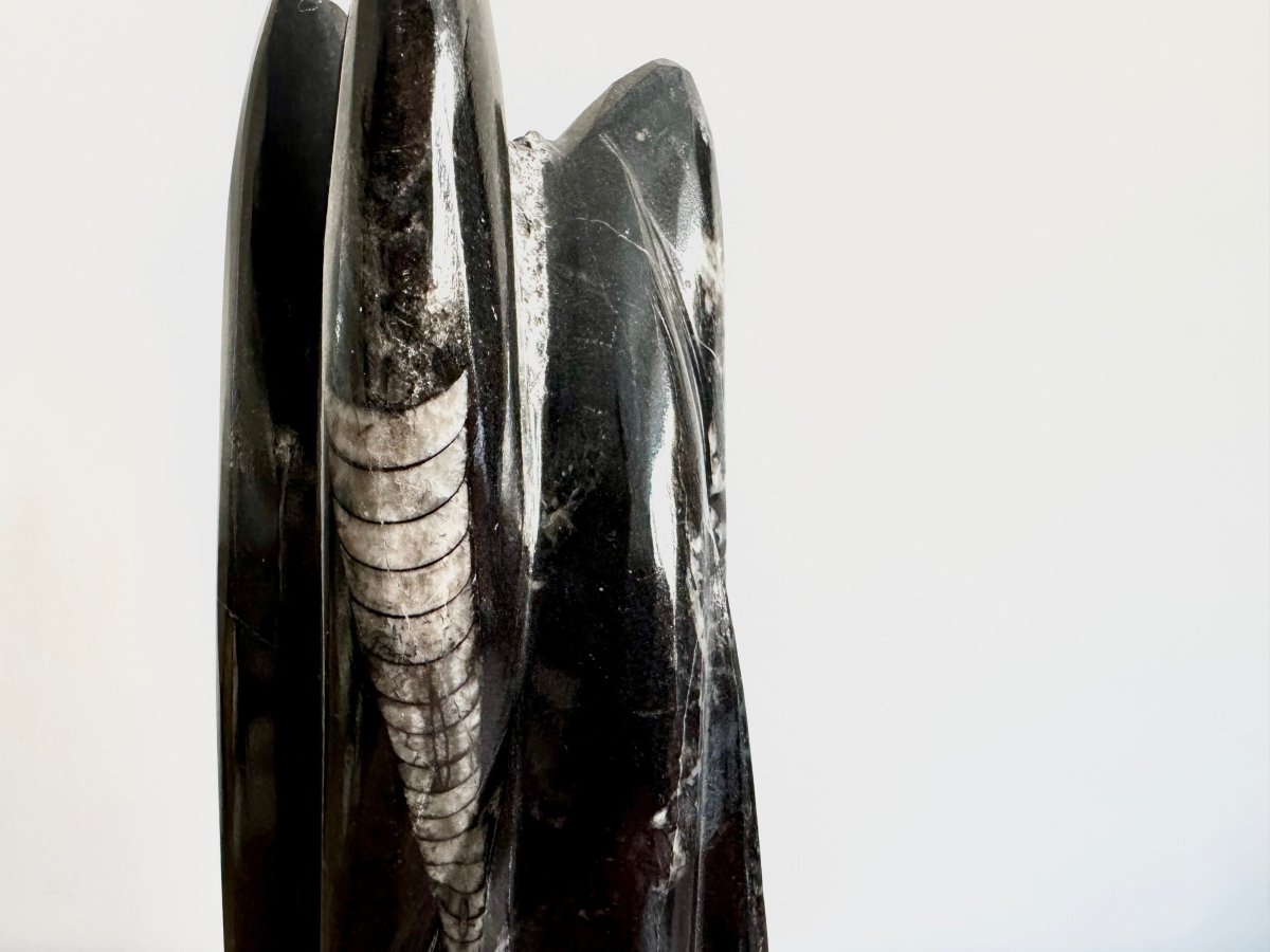 Orthoceras Cephalopod Fossil (+/ - 9.00") - Devonian, Morocco - FossilsAndMore