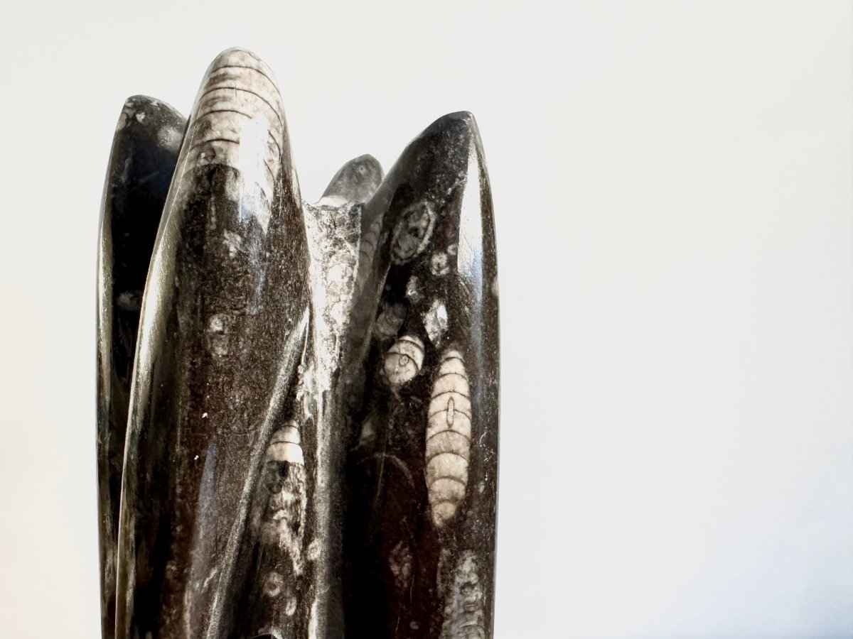 Orthoceras Cephalopod Fossil (+/ - 9.00") - Devonian, Morocco - FossilsAndMore