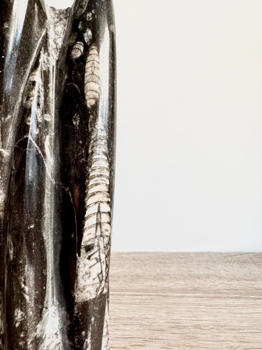 Orthoceras Cephalopod Fossil (+/ - 9.00") - Devonian, Morocco - FossilsAndMore