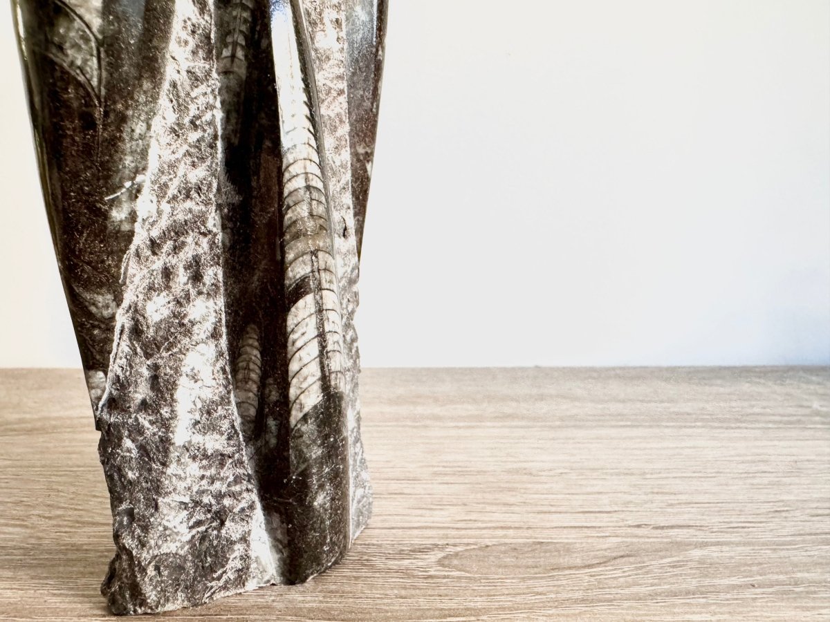 Orthoceras Cephalopod Fossil (+/ - 9.00") - Devonian, Morocco - FossilsAndMore