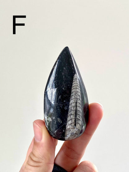 Orthoceras fossil from Morocco - FossilsAndMore