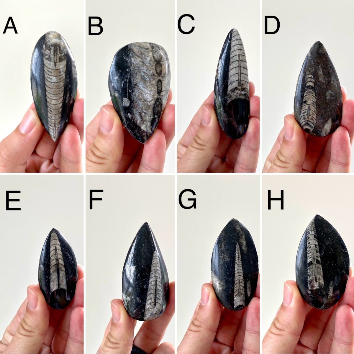 Orthoceras fossil from Morocco - FossilsAndMore