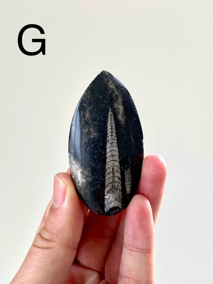 Orthoceras fossil from Morocco - FossilsAndMore