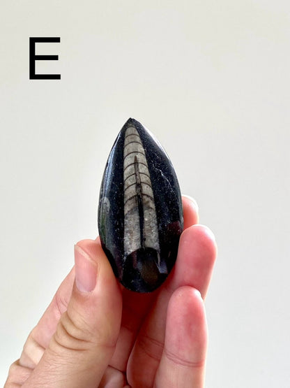 Orthoceras fossil from Morocco - FossilsAndMore