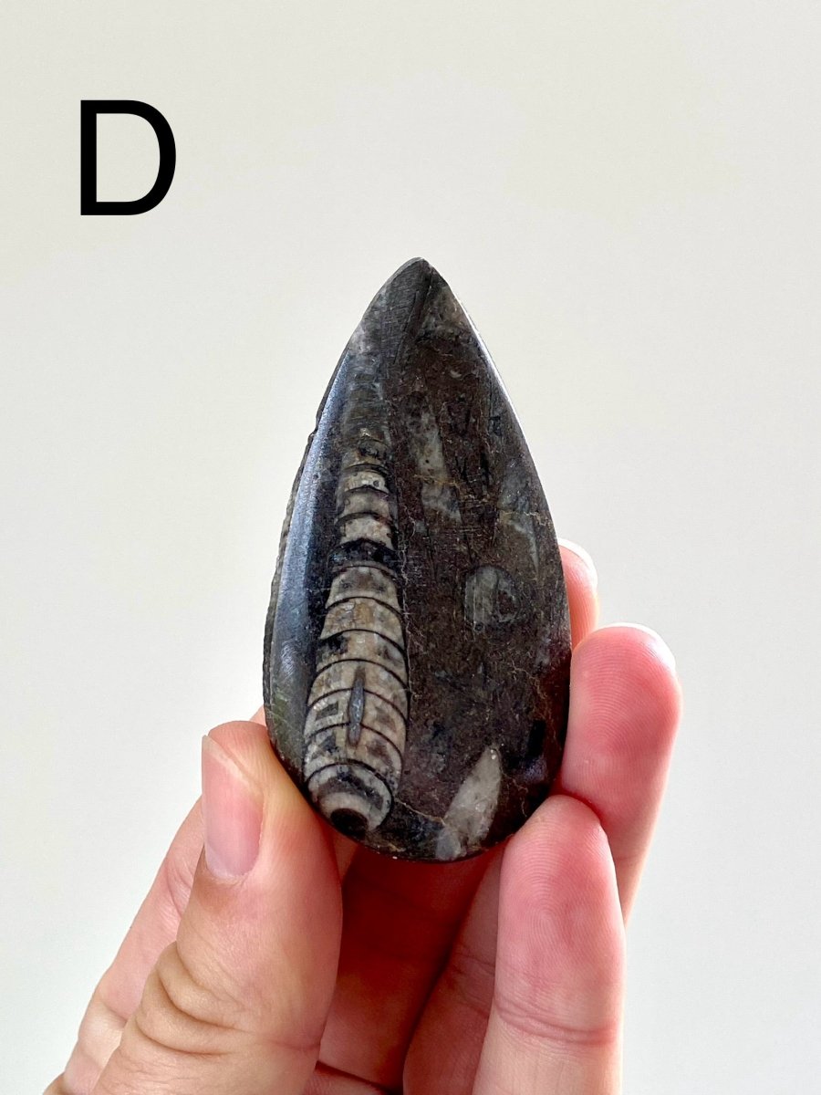 Orthoceras fossil from Morocco - FossilsAndMore