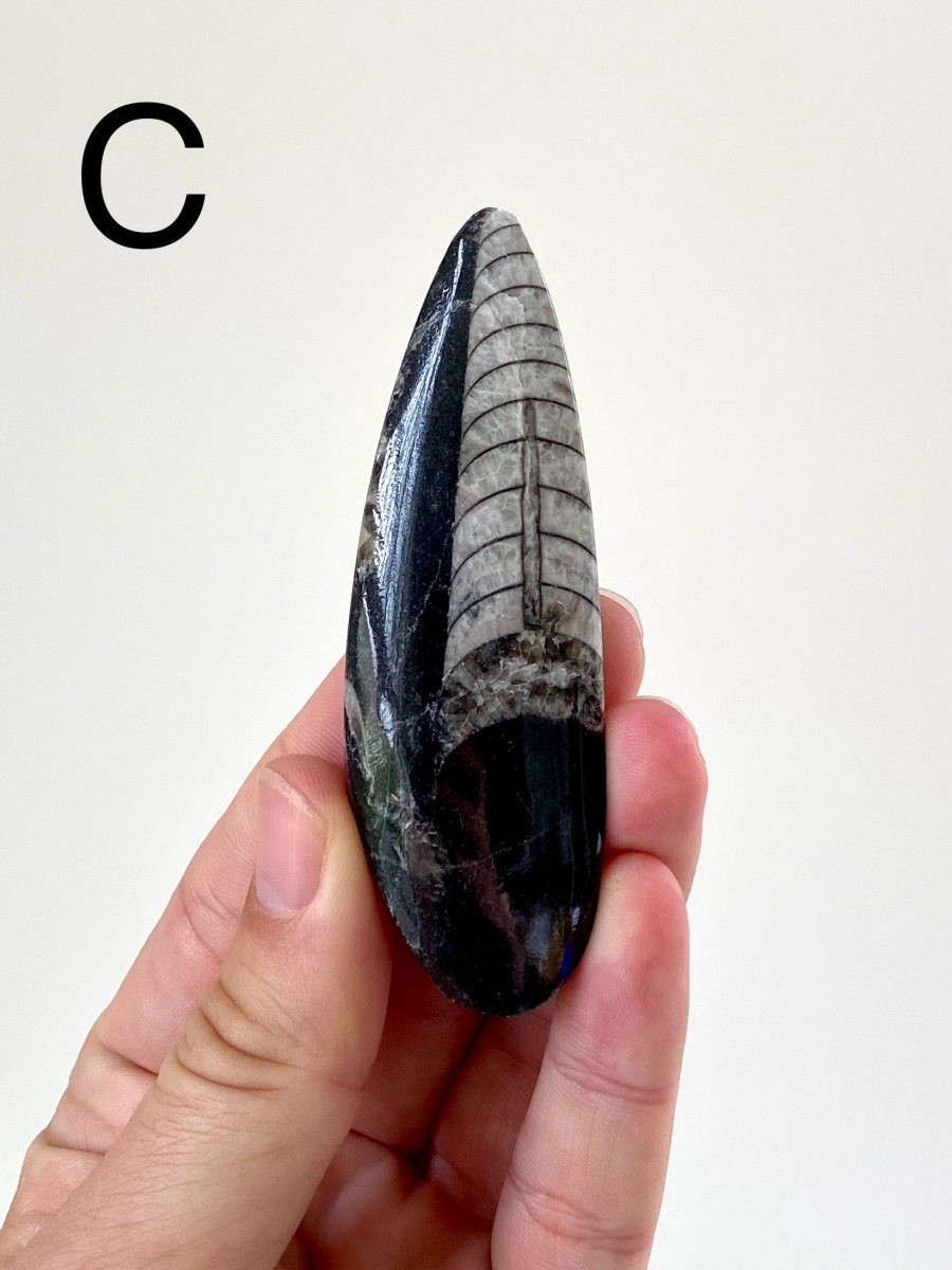 Orthoceras fossil from Morocco - FossilsAndMore