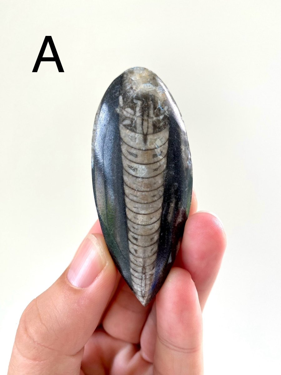 Orthoceras fossil from Morocco - FossilsAndMore