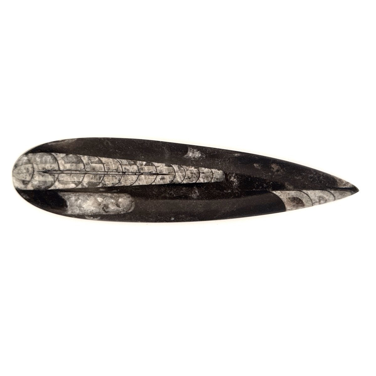 Orthoceras Fossil Polished (between 5.00" & 6.00") - Devonian, Morocco - FossilsAndMore