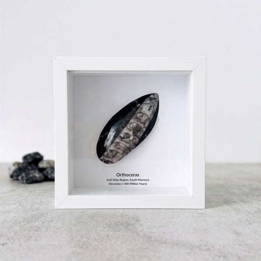 Orthoceras Polished Fossil Deep Box Frame - FossilsAndMore
