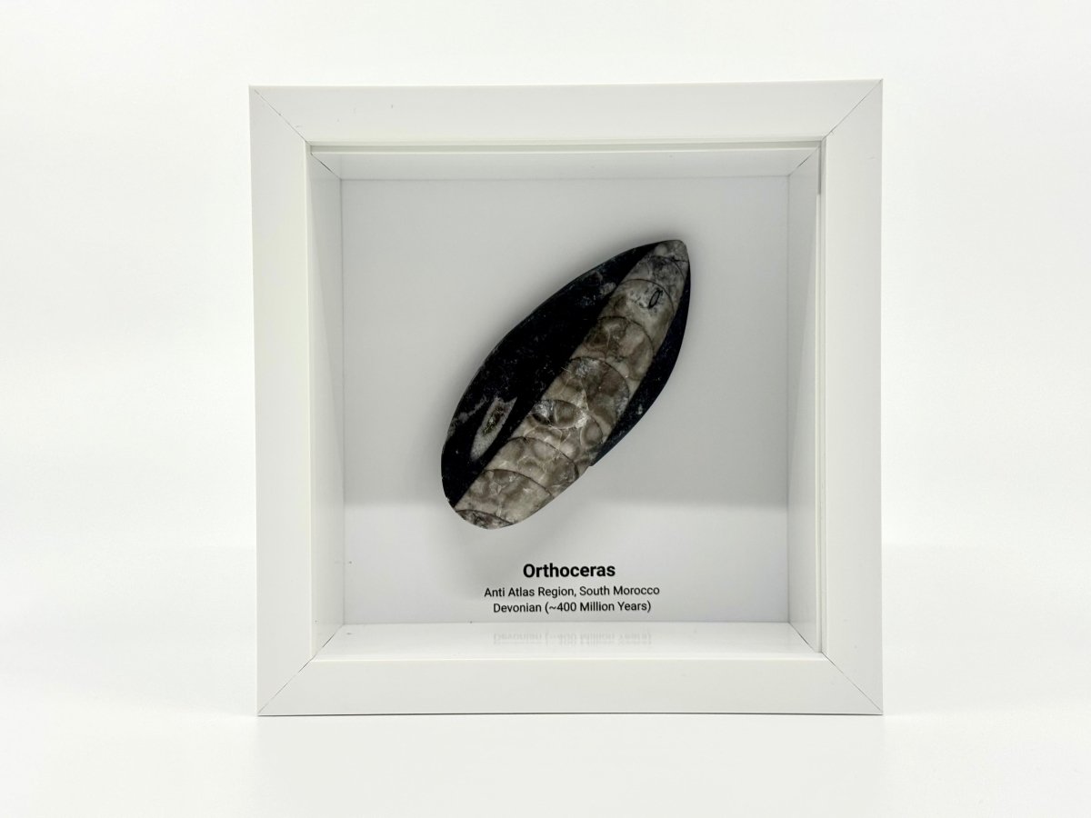 Orthoceras Polished Fossil Deep Box Frame - FossilsAndMore