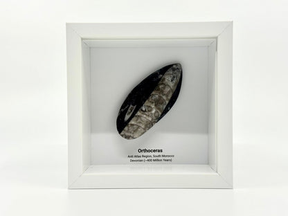 Orthoceras Polished Fossil Deep Box Frame - FossilsAndMore