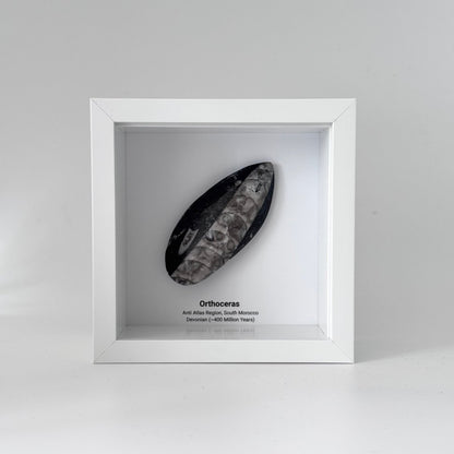 Orthoceras Polished Fossil Deep Box Frame - FossilsAndMore