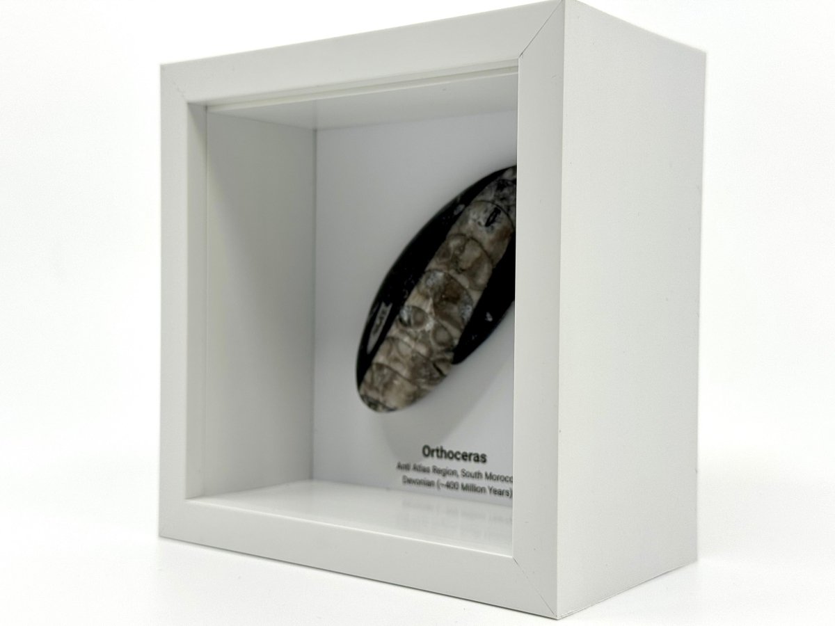 Orthoceras Polished Fossil Deep Box Frame - FossilsAndMore