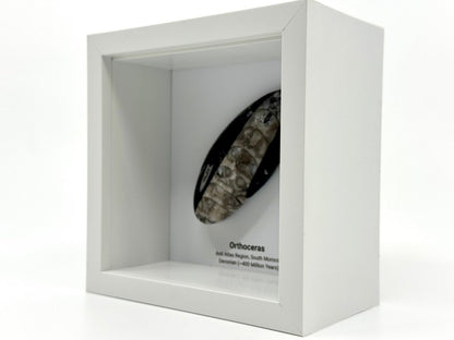 Orthoceras Polished Fossil Deep Box Frame - FossilsAndMore