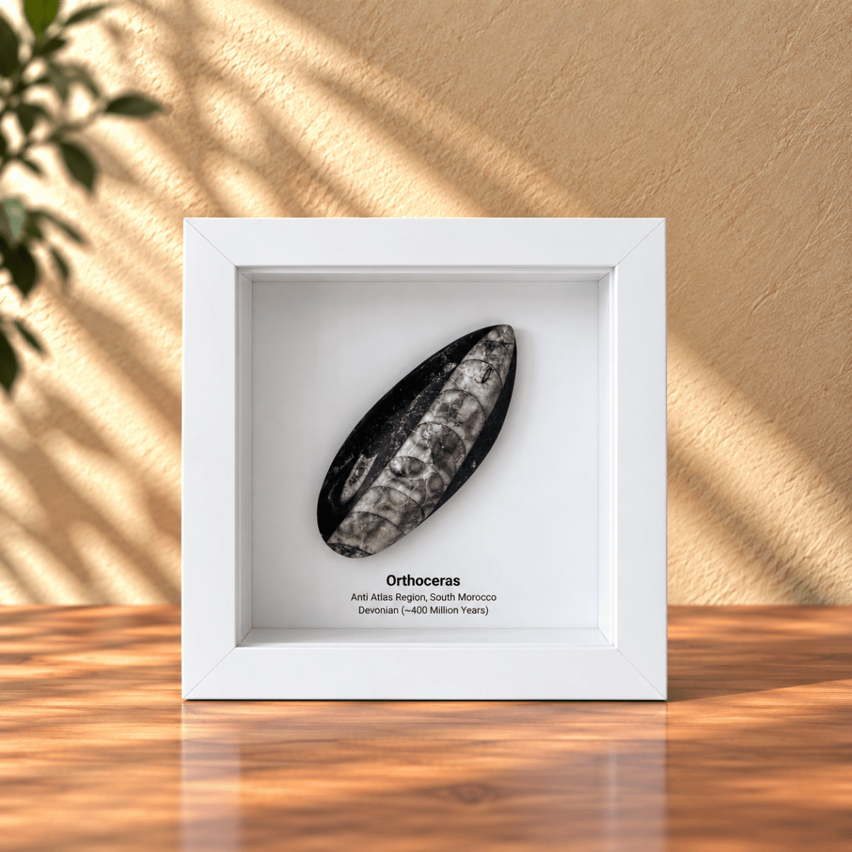 Orthoceras Polished Fossil Deep Box Frame - FossilsAndMore