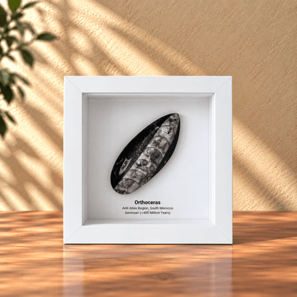 Orthoceras Polished Fossil Deep Box Frame - FossilsAndMore