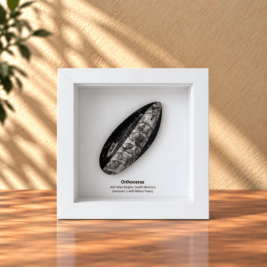 Orthoceras Polished Fossil Deep Box Frame - FossilsAndMore