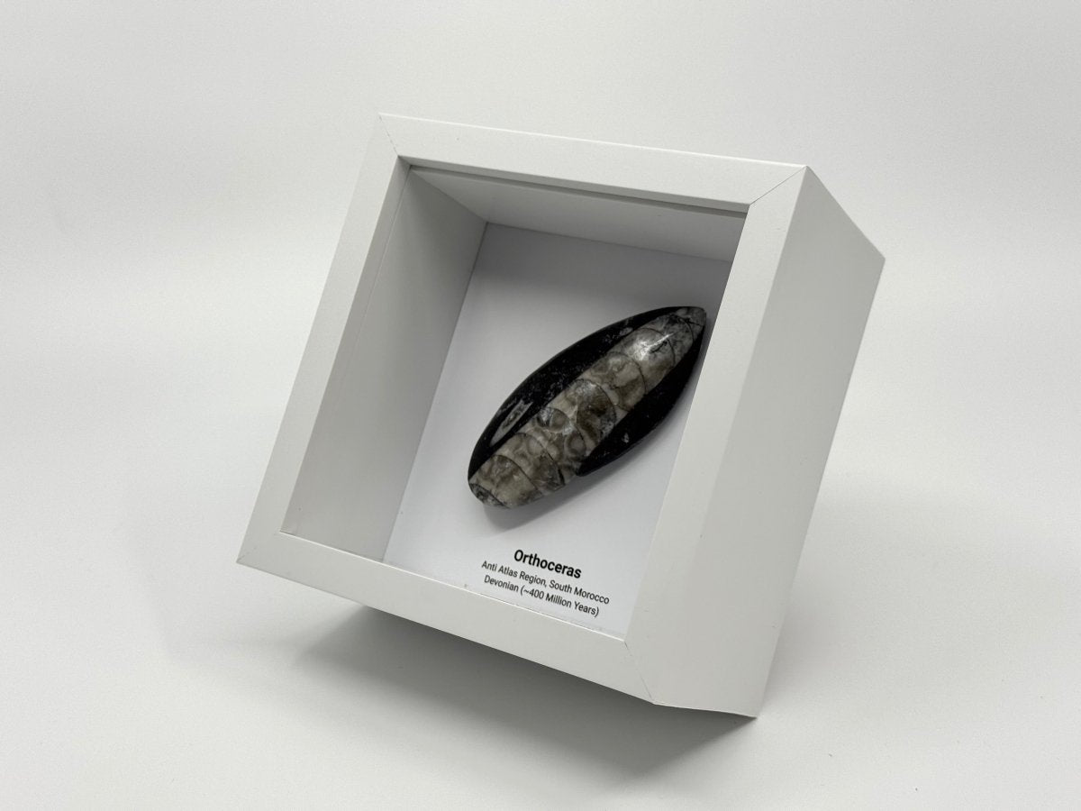 Orthoceras Polished Fossil Deep Box Frame - FossilsAndMore
