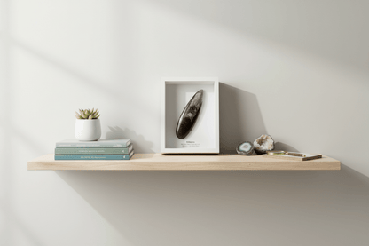 Orthoceras Polished Fossil Large Deep Box Frame - FossilsAndMore