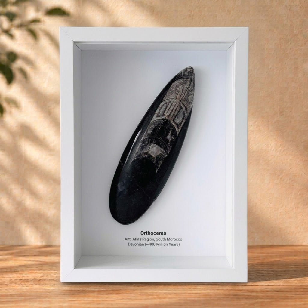 Orthoceras Polished Fossil Large Deep Box Frame - FossilsAndMore
