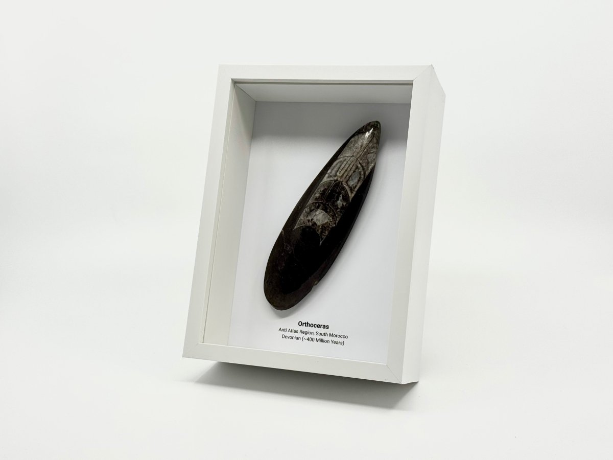 Fossilized Orthoceras in a white box on a white background