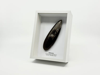 Fossilized Orthoceras in a white box on a white background