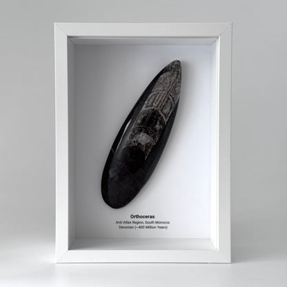 Orthoceras Polished Fossil Large Deep Box Frame - FossilsAndMore