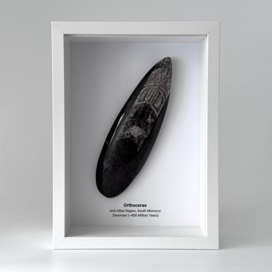 Orthoceras Polished Fossil Large Deep Box Frame - FossilsAndMore