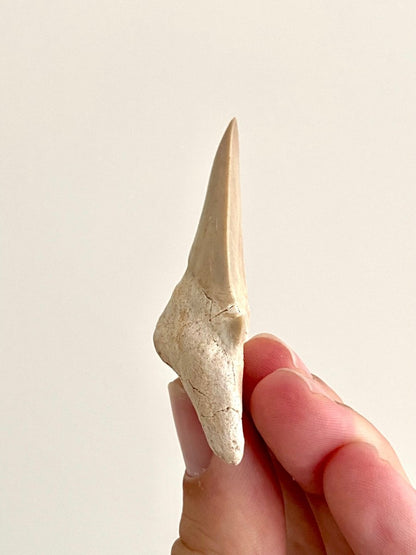 Otodus obliquus Fossil Shark Tooth (2.44") – Eocene, Morocco - FossilsAndMore