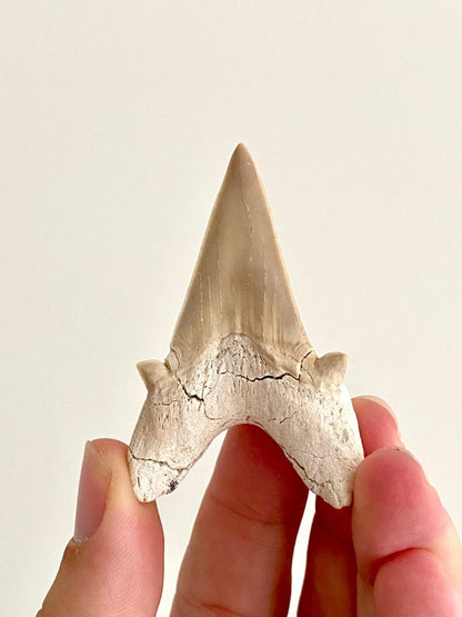 Otodus obliquus Fossil Shark Tooth (2.44") – Eocene, Morocco - FossilsAndMore