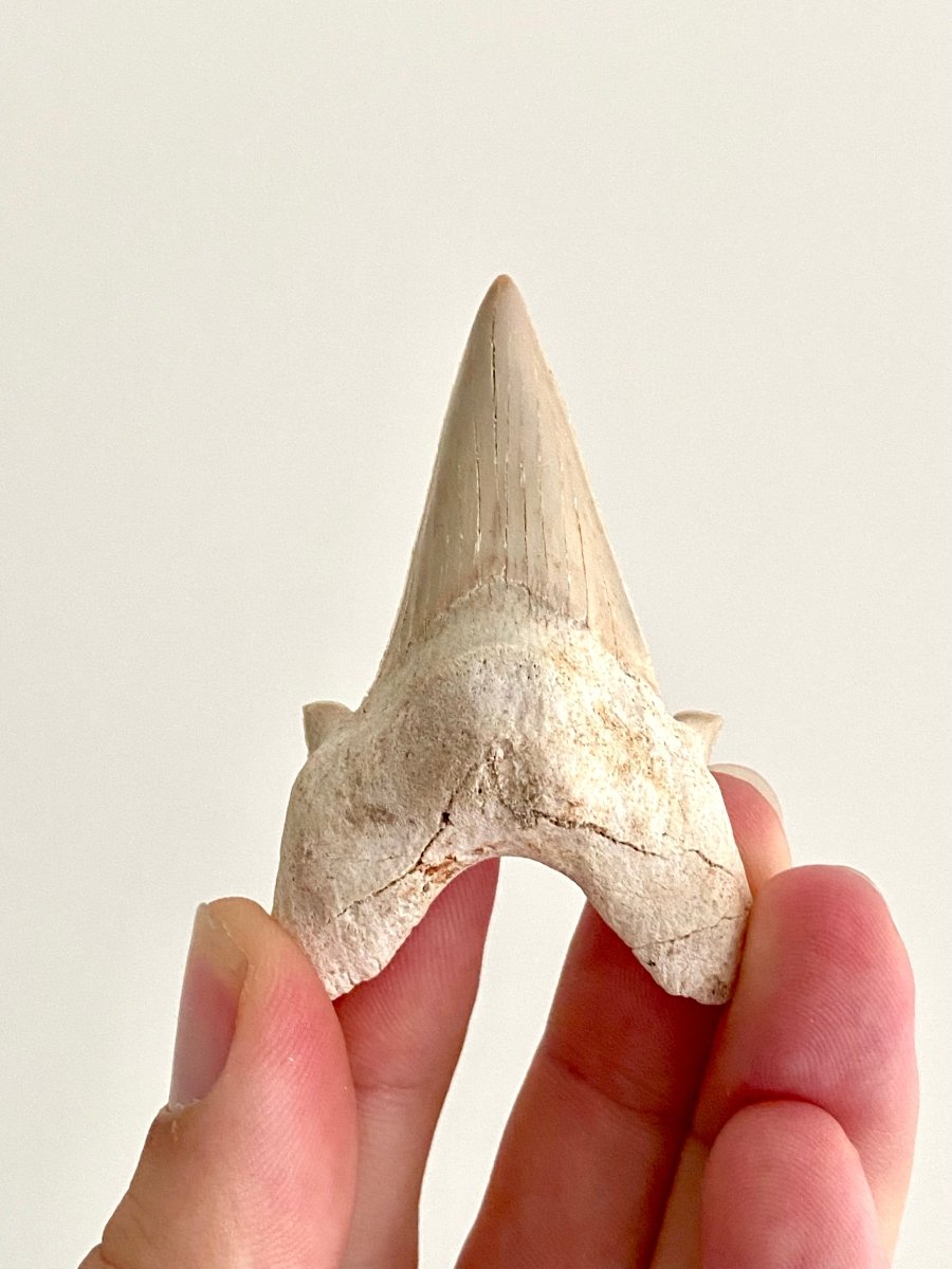 Otodus obliquus Fossil Shark Tooth (2.44") – Eocene, Morocco - FossilsAndMore