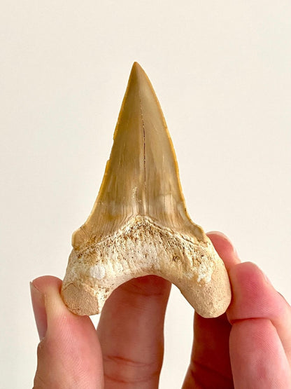 Otodus obliquus Fossil Shark Tooth (2.69") – Eocene, Morocco - FossilsAndMore