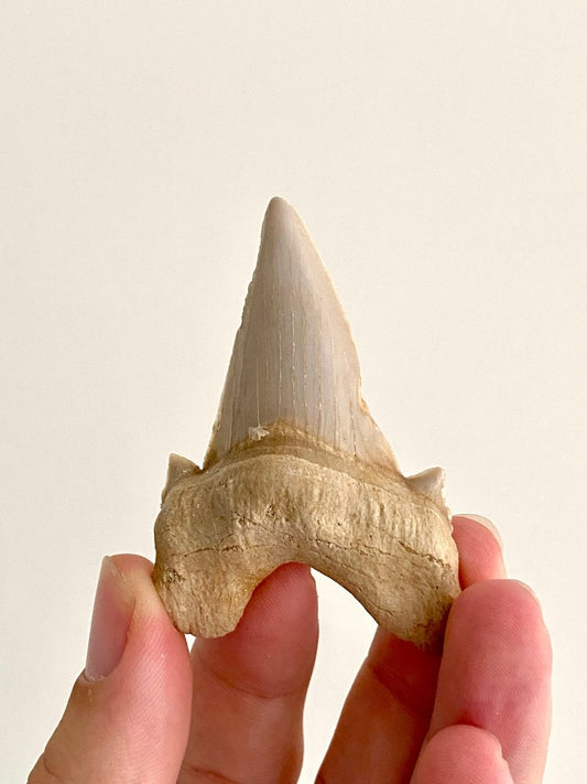 Otodus obliquus Fossil Shark Tooth (2.69") – Eocene, Morocco - FossilsAndMore