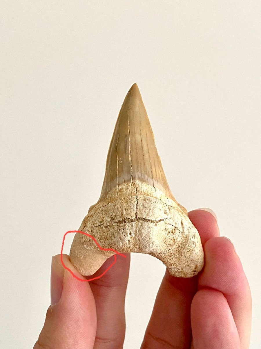 Otodus obliquus Fossil Shark Tooth (2.69") – Eocene, Morocco - FossilsAndMore