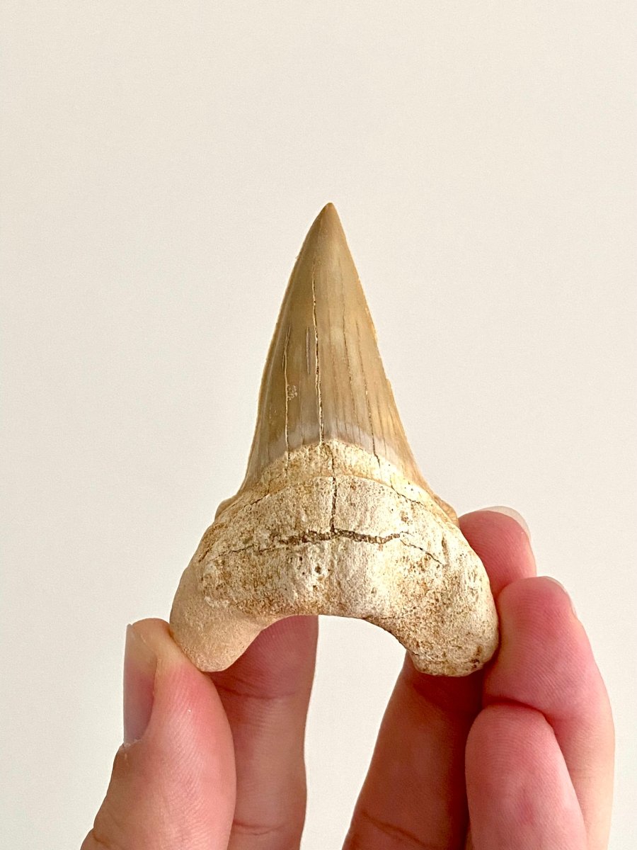 Otodus obliquus Fossil Shark Tooth (2.69") – Eocene, Morocco - FossilsAndMore