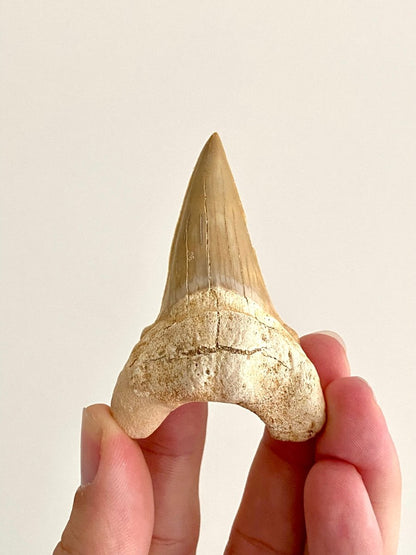 Otodus obliquus Fossil Shark Tooth (2.69") – Eocene, Morocco - FossilsAndMore