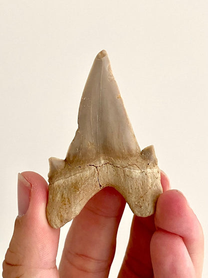 Otodus obliquus Fossil Shark Tooth (2.69") – Eocene, Morocco - FossilsAndMore