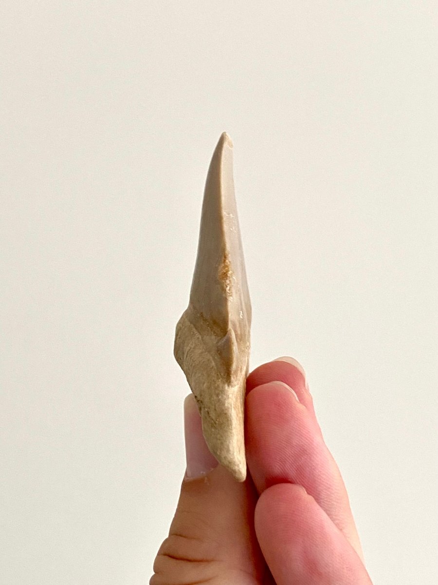 Otodus obliquus Fossil Shark Tooth (2.69") – Eocene, Morocco - FossilsAndMore