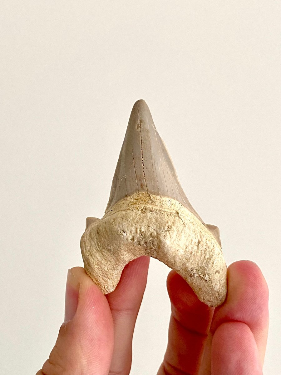 Otodus obliquus Fossil Shark Tooth (2.70") – Eocene, Morocco - FossilsAndMore