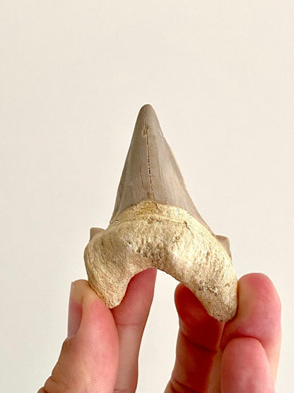 Otodus obliquus Fossil Shark Tooth (2.70") – Eocene, Morocco - FossilsAndMore