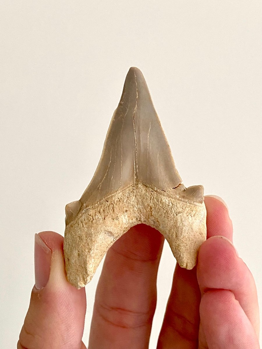 Otodus obliquus Fossil Shark Tooth (2.70") – Eocene, Morocco - FossilsAndMore
