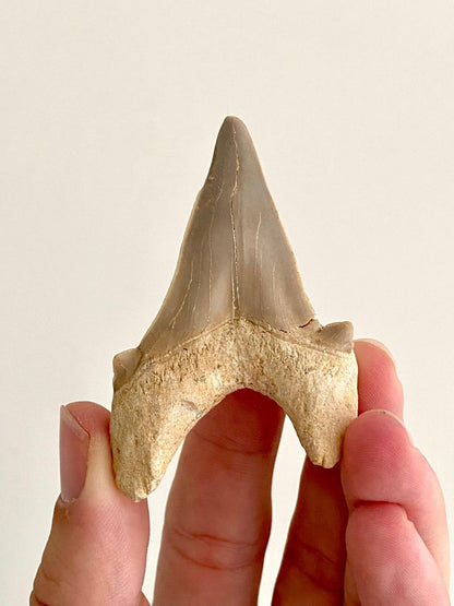 Otodus obliquus Fossil Shark Tooth (2.70") – Eocene, Morocco - FossilsAndMore