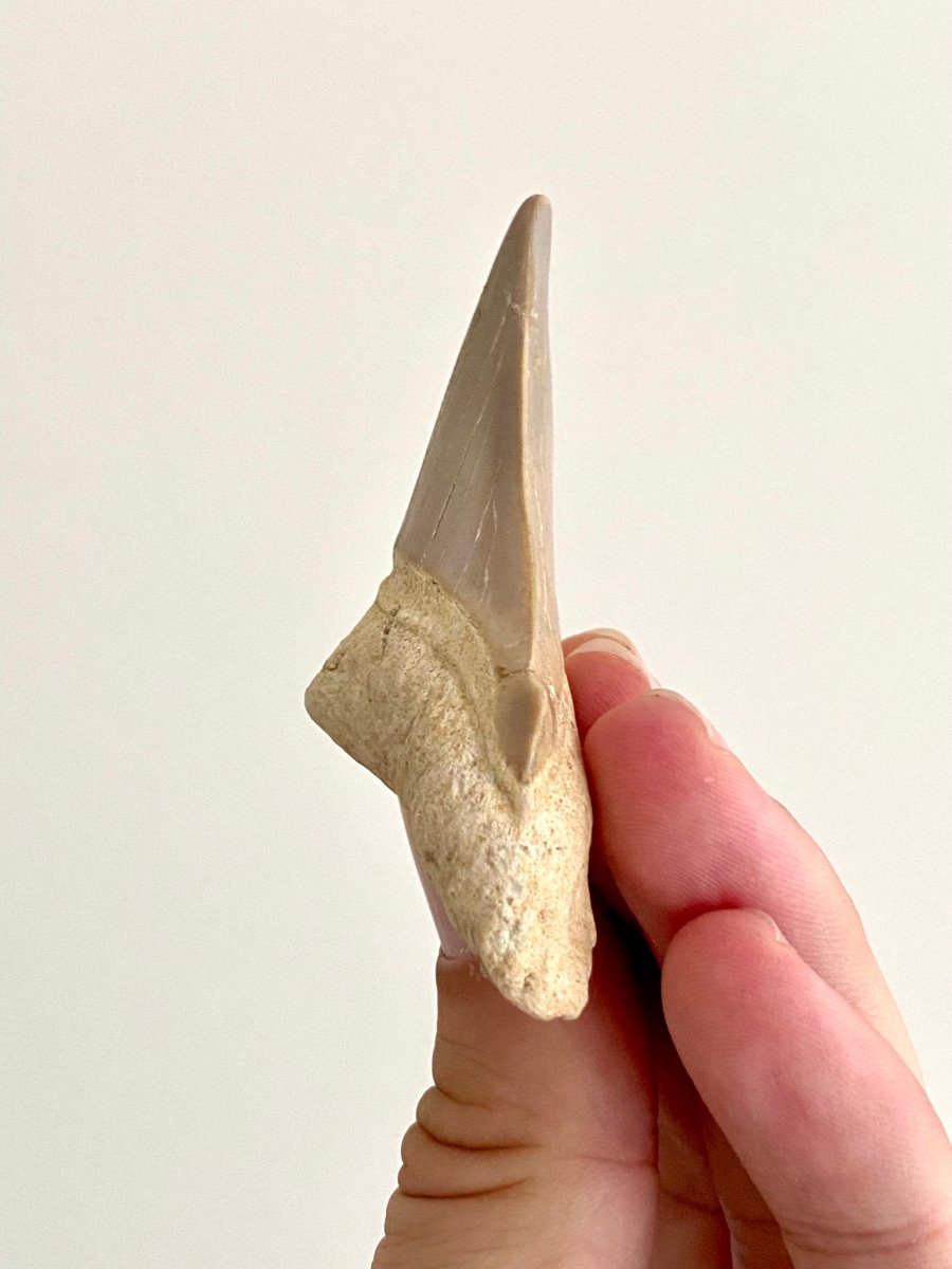 Otodus obliquus Fossil Shark Tooth (2.70") – Eocene, Morocco - FossilsAndMore