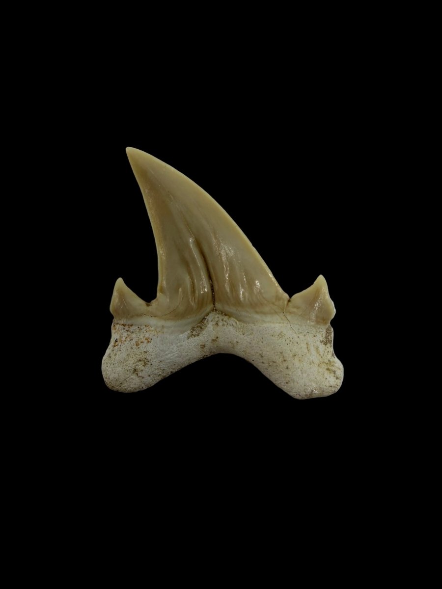 Otodus obliquus Fossil Shark Tooth from Eocene, Morocco | 1.69" - FossilsAndMore
