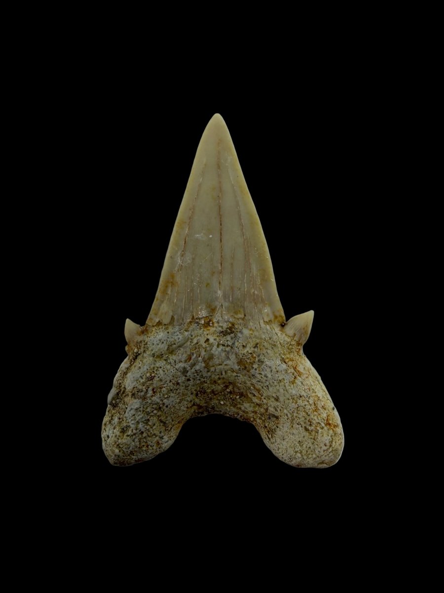 Otodus obliquus Fossil Shark Tooth from Eocene, Morocco | 1.70" - FossilsAndMore