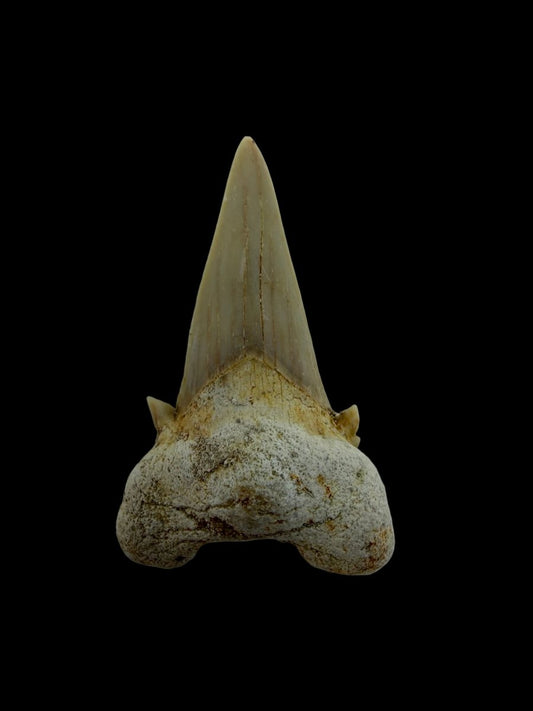 Otodus obliquus Fossil Shark Tooth from Eocene, Morocco | 1.70" - FossilsAndMore