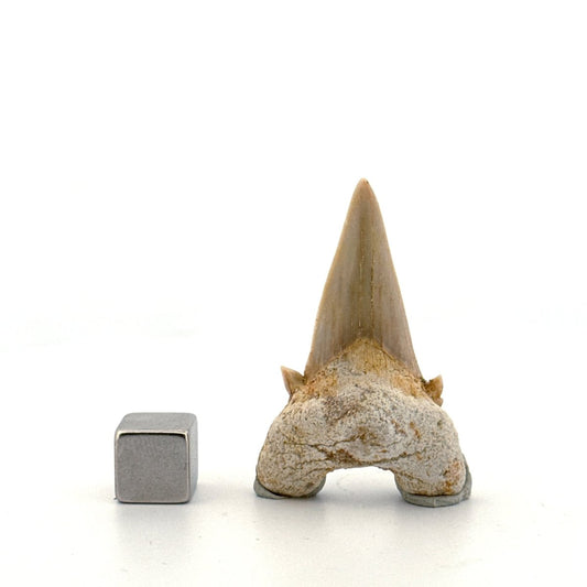 Otodus obliquus Fossil Shark Tooth from Eocene, Morocco | 1.70" - FossilsAndMore
